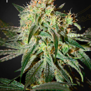 Green House Seeds - Damn Sour