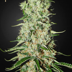 Green House Seeds - Damnesia (Strain Hunters Seed Bank)