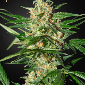 Green House Seeds - Damnesia Autoflowering (Strain Hunters Seed Bank)