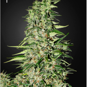 Green House Seeds Diamond Girl