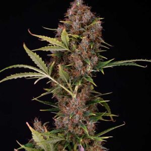 Spliff Seeds - Dutch Automatic