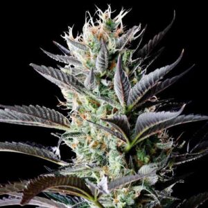 Spliff Seeds - Dutch Blue Automatic