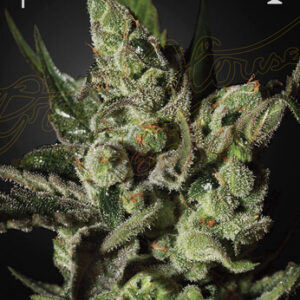 Green House Seeds - Exodus Cheese