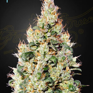 Green House Seeds Exodus Cheese Auto CBD