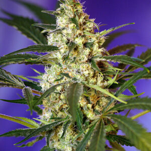 Sweet Seeds Fast Bud #2 Auto®