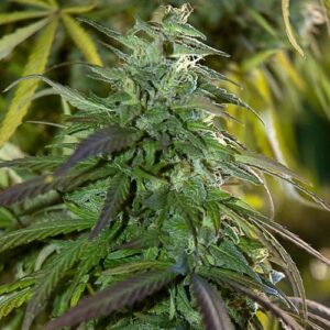 Spliff Seeds - Fast Bud Outdoor