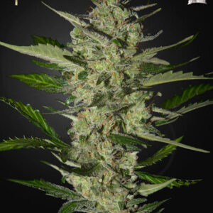 Green House Seeds - Flowerbomb Kush (Strain Hunters Seed Bank)