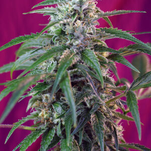 Sweet Seeds Green Poison Auto®