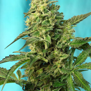 Sweet Seeds Green Poison F1 Fast Version®