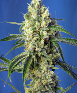 Sweet Seeds Green Poison CBD®