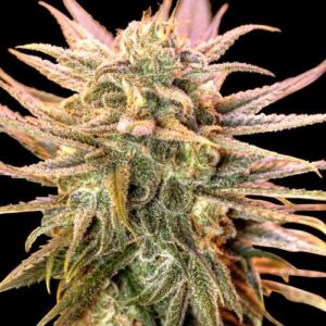 Spliff Seeds - Gold Bar Kush