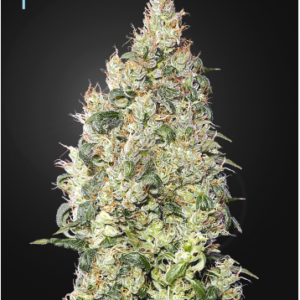 Green House Seeds Great White Shark CBD