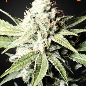 Green House Seeds Great White Shark