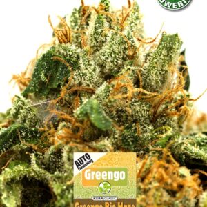 Greengo Bio Haze