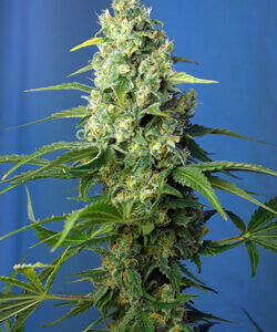 Sweet Seeds Honey Peach Auto CBD®