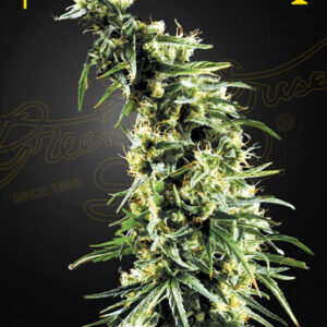 Green House Seeds - Hawaiian Snow