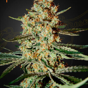 Green House Seeds - Himalaya Gold