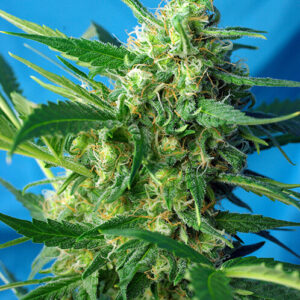 Sweet Seeds Ice Cool Auto®