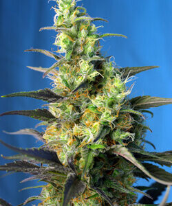 Sweet Seeds Ice Cool CBD®