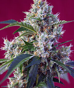 Sweet Seeds Indigo Berry Kush®