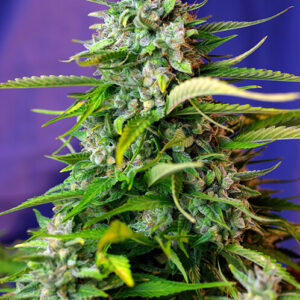 Sweet Seeds Jack 47 Auto®