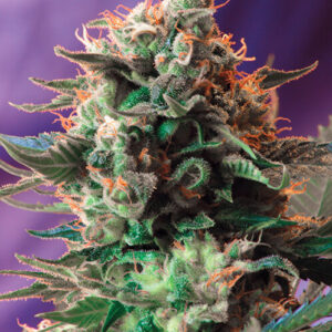 Sweet Seeds Jack 47 F1 Fast Version®