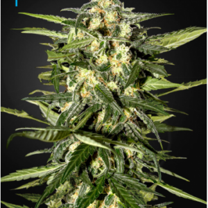 Green House Seeds Jack Herer Auto