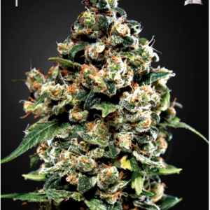 Green House Seeds Jack Herer