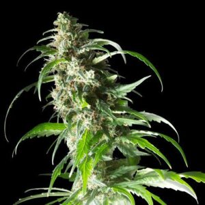 Spliff Seeds - Jack F1