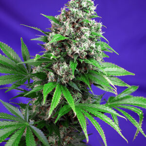 Sweet Seeds Killer Kush F1 Fast Version®