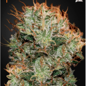 Green House Seeds Kaia Kush