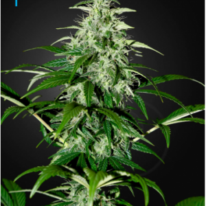 Green House Seeds Exodus Cheese Auto