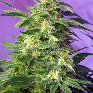 Sweet Seeds Killer Kush Auto