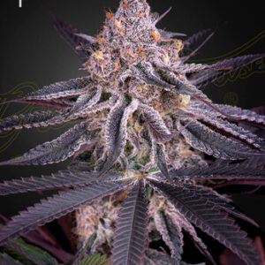 Green House Seeds - King's Juice