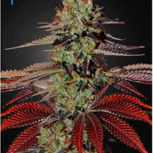 Green House Seeds King's Kush Auto