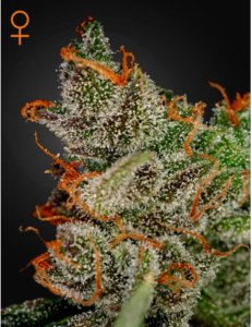 Green House Seeds King's Kush