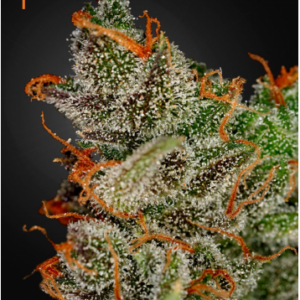 Green House Seeds King's Kush