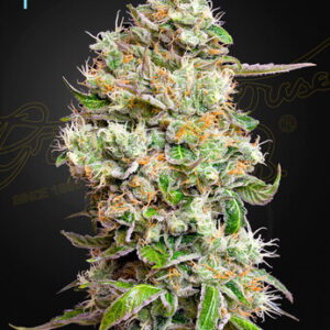 Green House Seeds - King’s Kush Auto CBD