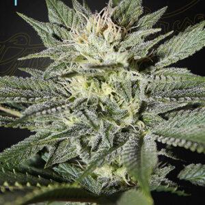 Green House Seeds - King’s Kush CBD