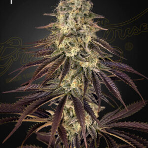 Green House Seeds - Kong's Krush