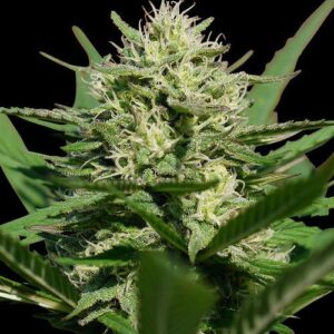 Spliff Seeds - Lemon Cream Kush Automatic