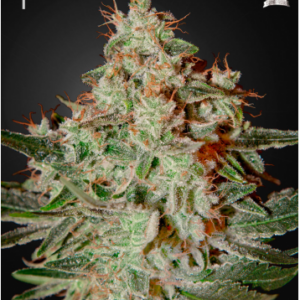 Green House Seeds Lemon Skunk