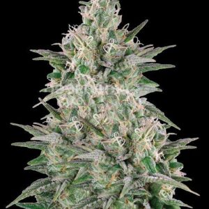 Spliff Seeds - Mega Power Plant