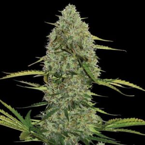 Spliff Seeds - Mega Power Plant Automatic