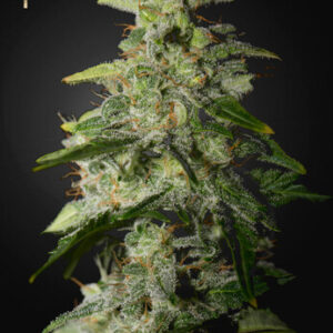 Green House Seeds - Money Maker (Strain Hunters Seed Bank)