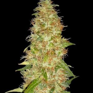 Spliff Seeds - Moon Walker Kush