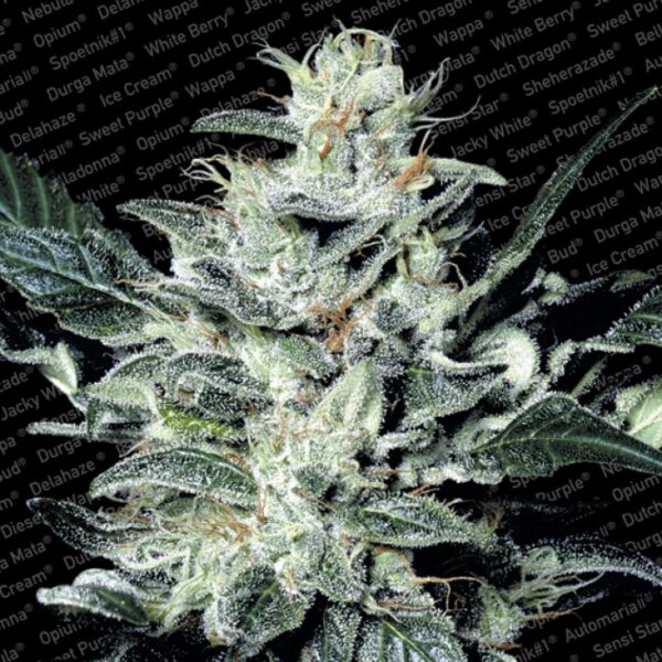 Paradise seeds Sensi Star