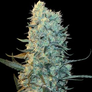 Spliff Seeds - Power Plant