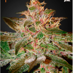 Green House Seeds Pure Kush