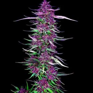 Spliff Seeds - Purple Berry Kush